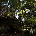 1694-Tikal Jungle Ruins